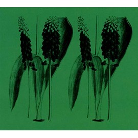 Nature Sounds of the Balearics