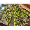 Trust in God forms 20 OLIVE TREE SEEDS GREEK -