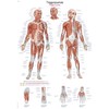 Trigger Points Teaching Board 50 x 70 cm