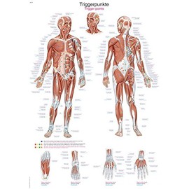 Trigger Points Teaching Board 50 x 70 cm
