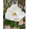 15PCS White Southern Magnolia Flower Seeds Beautiful Ornamental Landscape Tree