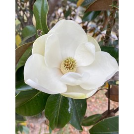 15PCS White Southern Magnolia Flower Seeds Beautiful Ornamental Landscape Tree Seeds
