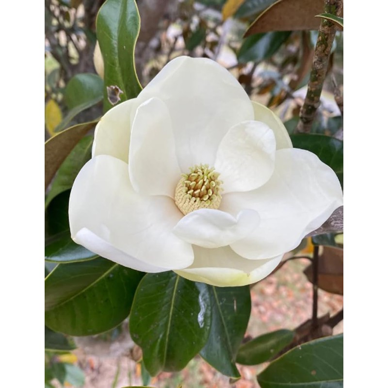 15PCS White Southern Magnolia Flower Seeds Beautiful Ornamental Landscape Tree
