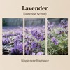 Lavender Essential Oil Diffuser Refill - Natural Relaxing Scent for
