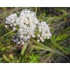 300 Common Boneset Seeds - Eupatorium perfoliatum - None-GMO Medicinal