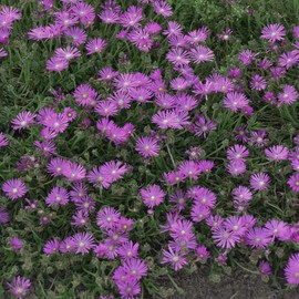 Outsidepride Ice Plant Table Mountain Ground Cover Plant Flower Seed - 1000 Seeds
