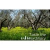 Terra Creta, 100% Koroneiki Variety, Estate Greek Extra Virgin Olive