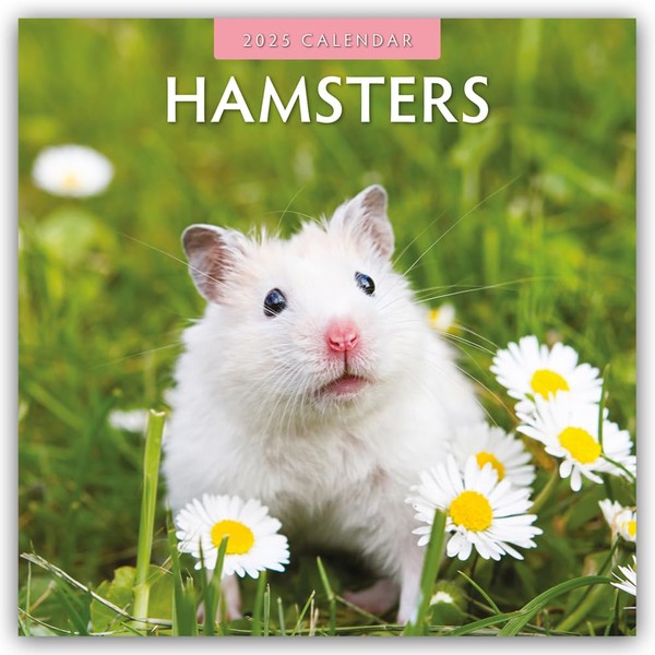 Hamsters - Hamster 2025 - 16 Month Calendar: Original Red