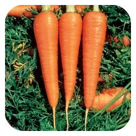 Carrot Danvers 126 Great Heirloom Vegetable 1,300 Seeds