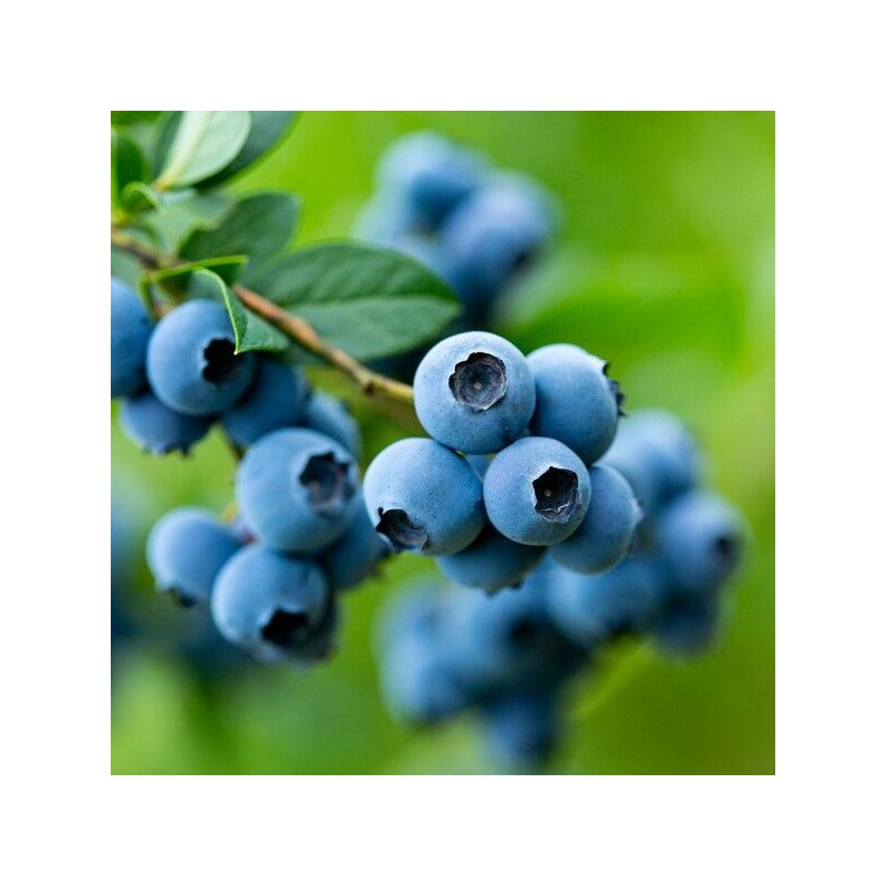 Charm goods [Chamgoods] Bilberry iVision 100 60 tablets 1 box