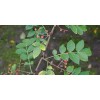 Zanthoxylum planispinum | Winged Prickly Ash | Bamboo-leaf | 10_Seeds