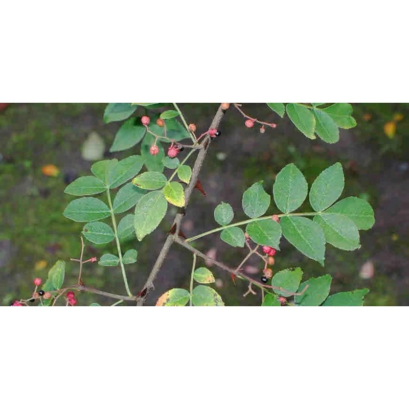 Zanthoxylum planispinum | Winged Prickly Ash | Bamboo-leaf | 10_Seeds