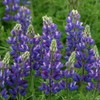 Eden Brothers Lupine Seeds - Avalune Blue