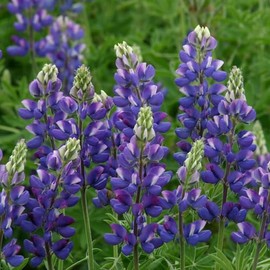 Eden Brothers Lupine Seeds - Avalune Blue