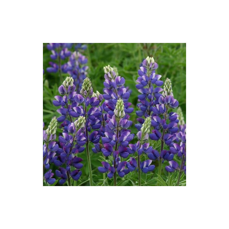 Eden Brothers Lupine Seeds - Avalune Blue