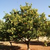 Palm Beach Medicinal Herbs - African Marula Tree (Sclerocarya birrea)