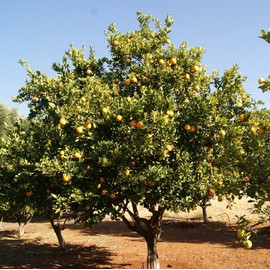 Palm Beach Medicinal Herbs - African Marula Tree (Sclerocarya birrea) - Packet of 2 Seeds