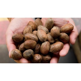 Fresh Milk Chocolate Covered Pecans in Beautiful Gift Tin Basket | Mascot Pecan Candy Kitchen since 1955_AB