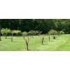 Catalpa, Southern Catalpa Tree Seeds, (For Raising Catalpa Worms) Catfish