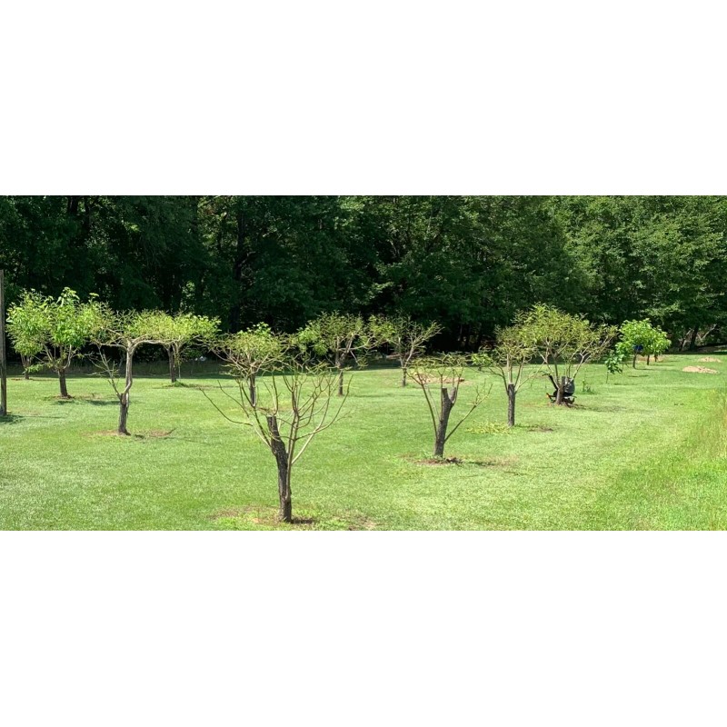 Catalpa, Southern Catalpa Tree Seeds, (For Raising Catalpa Worms) Catfish