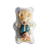 4D Master Gummi Bear Skeleton Anatomy Model Kit, Clear