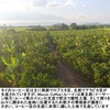 Mecon Coffee Thai Coffee ( Mekong Coffee: Udon Thani Robusta)