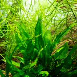 SubstrateSource Java Fern Live Aquarium Plants - Freshwater Plant for Fish Tanks - Beginner Friendly, Low Light (Java Fern, Bare Root (1 Piece))