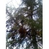 Beardragon Larch (Larix mixed variety, 20 seeds Alaska Wild Harvested