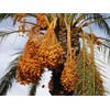 Unbranded 1- Medjool 8+” Date Palm Tree Seedlings Phoenix dactylifera