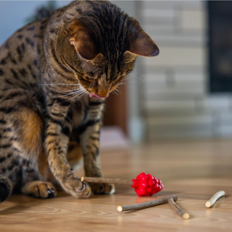 Catstages Dental Raspberry Teether with 4 Silvervine Sticks Included, Cat