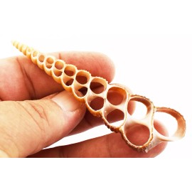 24 Center Cut Turretella Terebra Shells (2-3") Coastal Arts and Crafts Ornaments