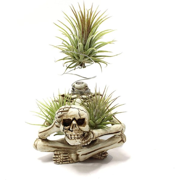 YRDGRG Resin Air Plant Holders,Tilandsia Container,Gothic Skeleton Planter,Halloween Plant Pot,Tillandsia
