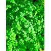 Health Embassy Burnet Herb | Sanguisorba officinalis L | 100%