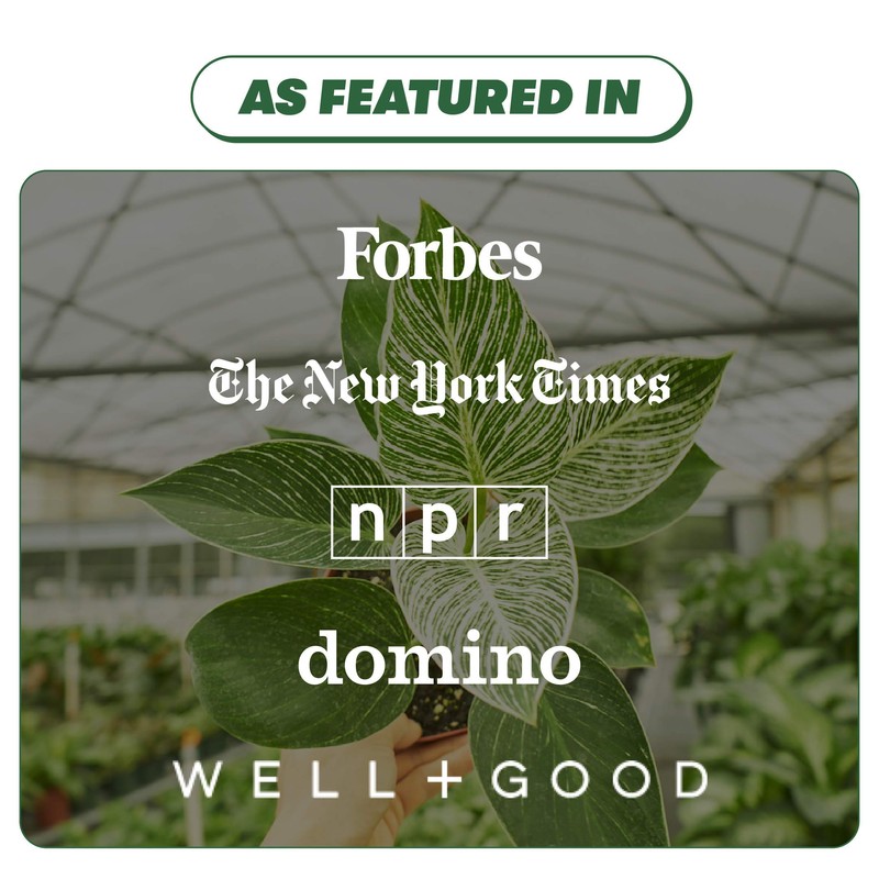 Staghorn Fern - Platycerium bifurcatum | Live, Easy to Grow