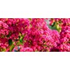 CZ Grain 20 Crape Myrtle Bonsai Tree Seeds Exotic Bark