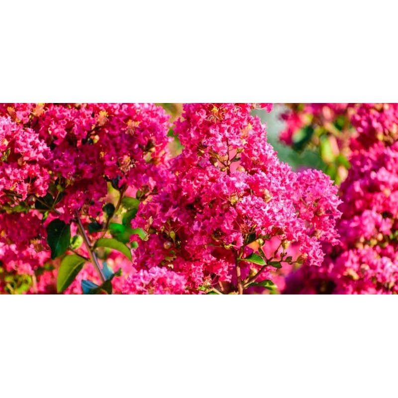 CZ Grain 20 Crape Myrtle Bonsai Tree Seeds Exotic Bark