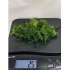 Willow Moss Christmas Moss Live Aquarium Plant Aquatic Moss 15/25/35