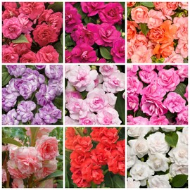 300+ Double Impatiens Seeds Perennial Annual Mixed Camellia Impatiens Balsamina Balsam Seeds Double Flower Borders Containers Outdoor