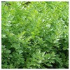 Everwilde Farms - 1/4 Lb Lovage Herb Seeds - Gold