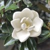 Little Gem Magnolia (2-3 ft.) - Includes Planting Kit