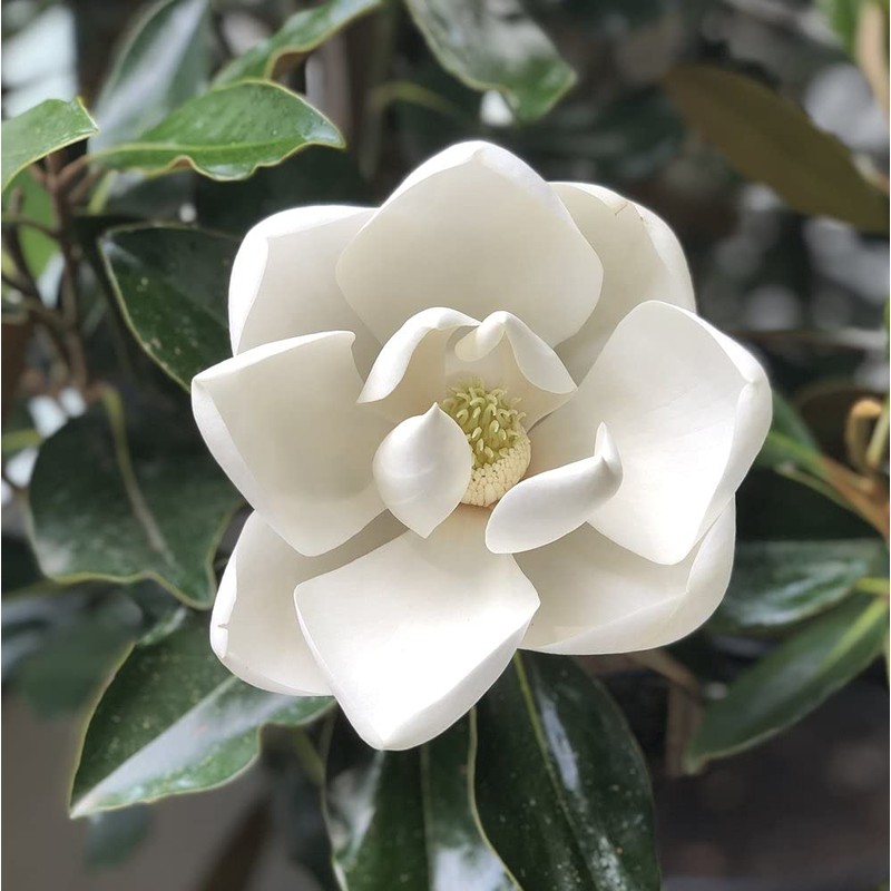 Little Gem Magnolia (2-3 ft.) - Includes Planting Kit