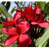 Tropical Hawaiian Plumeria Tree Plant Red Cutting Unrooted T7 Discount