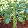 22Day Seeds: Seeds Brussels Sprouts Long Island/Green Cabbage/Non GMO/Heirloom