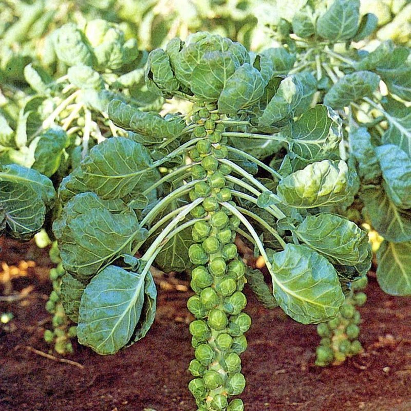 22Day Seeds: Seeds Brussels Sprouts Long Island/Green Cabbage/Non GMO/Heirloom