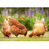 Eggcellent Update 2.2Lbs 95% More Calcium Than Mealworms, Non-GMO High