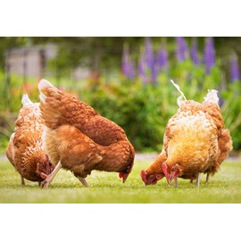 Eggcellent Update 2.2Lbs 95% More Calcium Than Mealworms, Non-GMO High Protein Natural Dried Black Soldier Fly Larvae for Wild Birds, Chickens, 35 Ounce