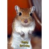 Gerbil Birthday Card