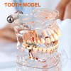 Standard Dental Model for Dentistry Students, Standard Study Teaching Dental