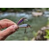 Rapala Esca di pesca esca d'élite, 1, CDE35, Gilded Rainbow