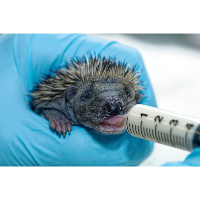 Exotic Nutrition Specialty Milk Replacer 8.8 Oz - - Healthy